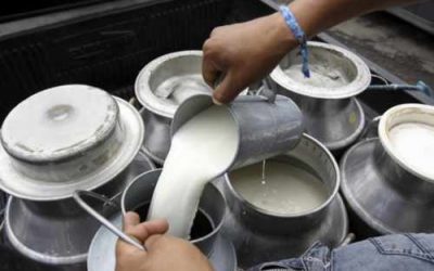 La producción de leche se redujo 10 mil litros por día